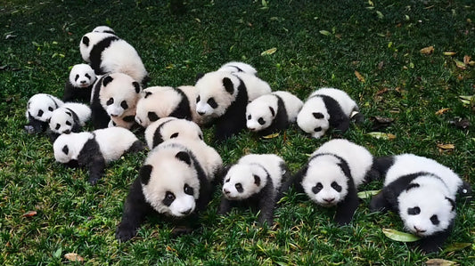 Hoe Elke Aankoop Bijdraagt Aan De Bescherming Van Panda's